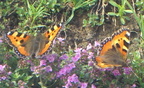 butterfly2